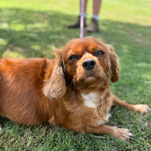 .🌼 MALCOM - Male Toy Cavoodle - Ready Now