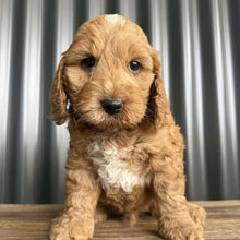 Load image into Gallery viewer, MARS - Male Toy Spoodle - Ready Now