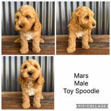 Load image into Gallery viewer, MARS - Male Toy Spoodle - Ready Now