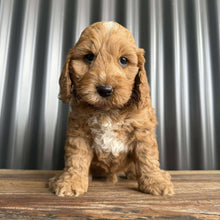 Load image into Gallery viewer, MARS - Male Toy Spoodle - Ready Now