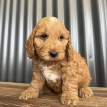 Load image into Gallery viewer, MARS - Male Toy Spoodle - Ready Now