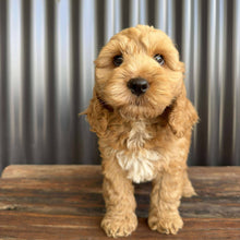 Load image into Gallery viewer, MARS - Male Toy Spoodle - Ready Now