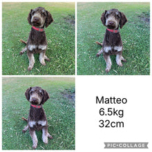 Load image into Gallery viewer, HUXLEY - Male Poodle - Ready Now