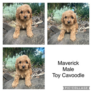 MAVERICK - Male Toy Cavoodle - Ready Now