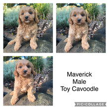 Load image into Gallery viewer, MAVERICK - Male Toy Cavoodle - Ready Now