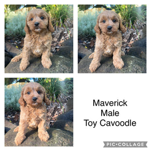 MAVERICK - Male Toy Cavoodle - Ready 27th April