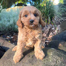 Load image into Gallery viewer, MAVERICK - Male Toy Cavoodle - Ready 27th April
