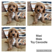 Load image into Gallery viewer, .MAXI - Male Toy Cavoodle - Ready Now