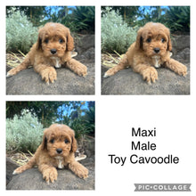 Load image into Gallery viewer, MAXI - Male Toy Cavoodle - Ready 27th April