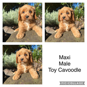 .MAXI - Male Toy Cavoodle - Ready Now