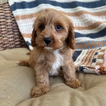 Load image into Gallery viewer, .MAXI - Male Toy Cavoodle - Ready Now
