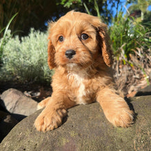 Load image into Gallery viewer, MAXI - Male Toy Cavoodle - Ready Now