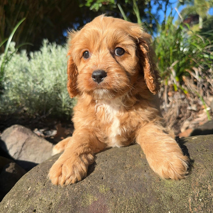 MAXI - Male Toy Cavoodle - Ready 27th April