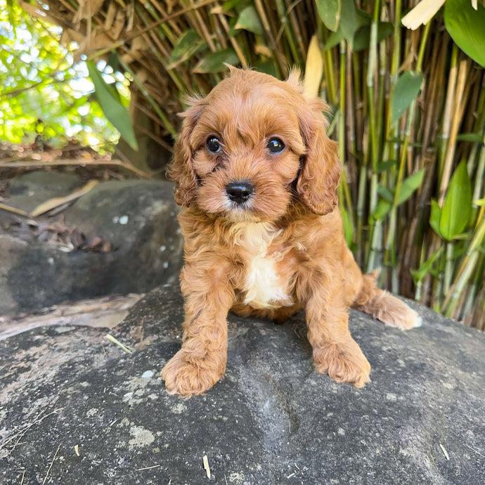 MAXIMUS - Male Toy Cavoodle - Ready 2nd Jan