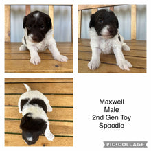 Load image into Gallery viewer, MAXWELL - Male  Toy Spoodle - Ready 1st Feb