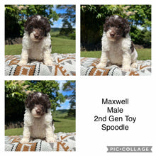 Load image into Gallery viewer, MAXWELL - Male  Toy Spoodle - Ready 1st Feb