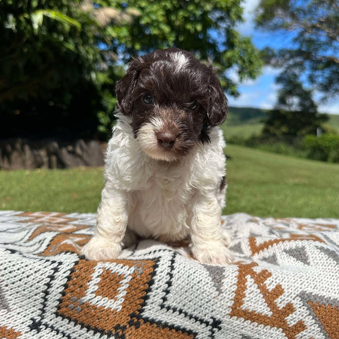 MAXWELL - Male  Toy Spoodle - Ready 1st Feb