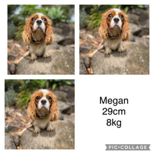 Load image into Gallery viewer, MANNY - Male Toy Cavoodle - Ready Now