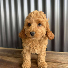 Load image into Gallery viewer, MERIDA - Female Toy Spoodle - Ready Now