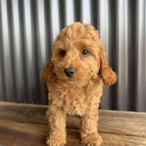 MERIDA - Female Toy Spoodle - Ready Now