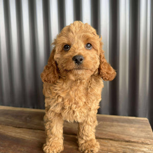 MERIDA - Female Toy Spoodle - Ready Now