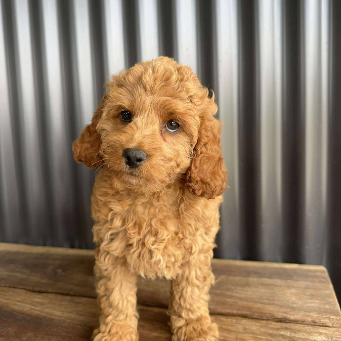 MERIDA - Female Toy Spoodle - Ready Now