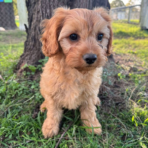 SPECIAL PROMO: MICHELLE - Female Toy Cavoodle - Ready Now