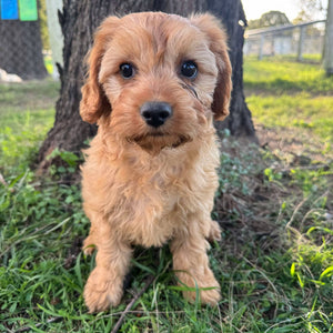 SPECIAL PROMO: MICHELLE - Female Toy Cavoodle - Ready Now
