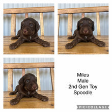 Load image into Gallery viewer, MILES - Male  Toy Spoodle - Ready 1st Feb