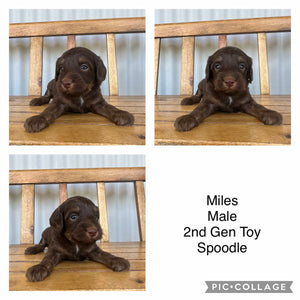 MILES - Male  Toy Spoodle - Ready 1st Feb