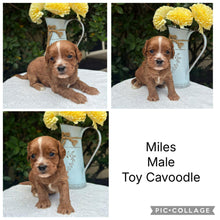 Load image into Gallery viewer, MILES - Male Toy Cavoodle - Ready 10th March