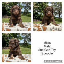 Load image into Gallery viewer, MILES - Male  Toy Spoodle - Ready 1st Feb