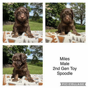 MILES - Male  Toy Spoodle - Ready 1st Feb