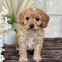 Load image into Gallery viewer, MILES - Male Toy Cavoodle - Ready for Home 30th Sept