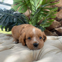 Load image into Gallery viewer, MILES - Male Toy Cavoodle - Ready 10th March