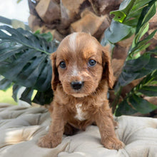 Load image into Gallery viewer, MILES - Male Toy Cavoodle - Ready 10th March