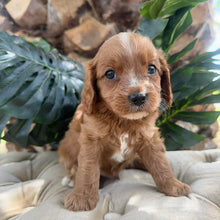 Load image into Gallery viewer, MILES - Male Toy Cavoodle - Ready 10th March