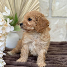 Load image into Gallery viewer, MILES - Male Toy Cavoodle - Ready for Home 30th Sept