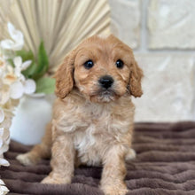 Load image into Gallery viewer, MILES - Male Toy Cavoodle - Ready for Home 30th Sept