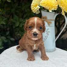 Load image into Gallery viewer, MILES - Male Toy Cavoodle - Ready 10th March