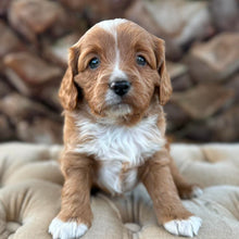 Load image into Gallery viewer, MILKY - Male Mini Cavoodle - Ready 13th May