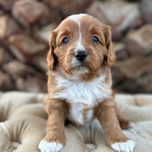 Load image into Gallery viewer, MILKY - Male Mini Cavoodle - Ready 13th May