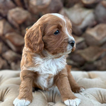 Load image into Gallery viewer, MILKY - Male Mini Cavoodle - Ready 13th May