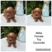 Load image into Gallery viewer, MILLIE - Female Toy Cavoodle - Ready 10th March