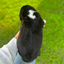 Load image into Gallery viewer, MILLIE - Female Australian Shepherd - Ready Now