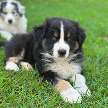 Load image into Gallery viewer, MILLIE - Female Australian Shepherd - Ready Now