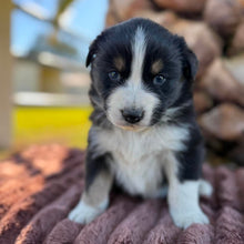Load image into Gallery viewer, MILLIE - Female Australian Shepherd - Ready Now