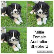 Load image into Gallery viewer, MOE, MOOSE, MABLE &amp; MILLIE - AUSTRALIAN SHEPHERDS - Ready Now