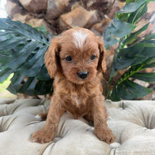 Load image into Gallery viewer, MILLIE - Female Toy Cavoodle - Ready 10th March