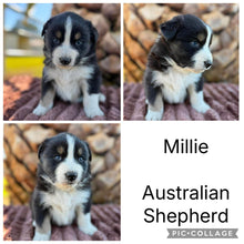 Load image into Gallery viewer, Male &amp; Female - AUSTRALIAN SHEPHERDS - Ready 17th July